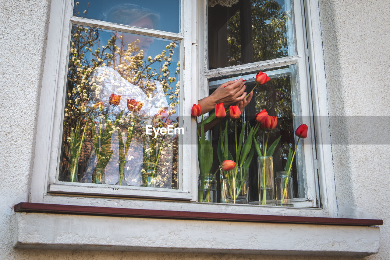 Flower plants on window sill of house