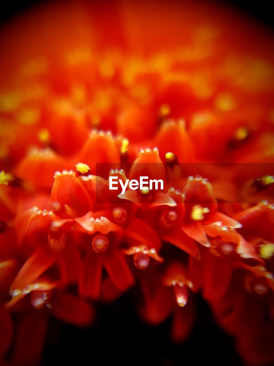 CLOSE-UP OF RED FLOWERS