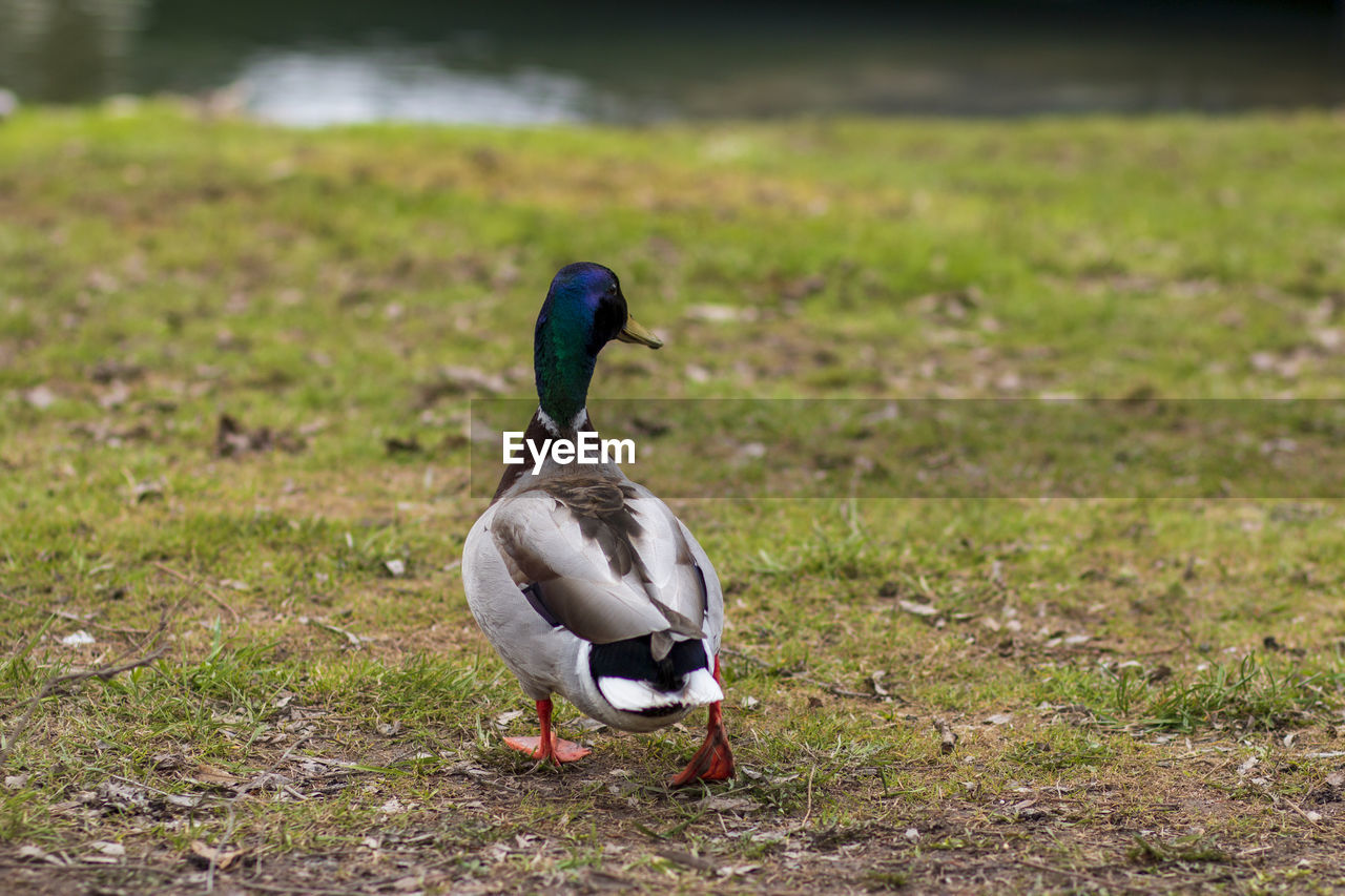 Bird on a field