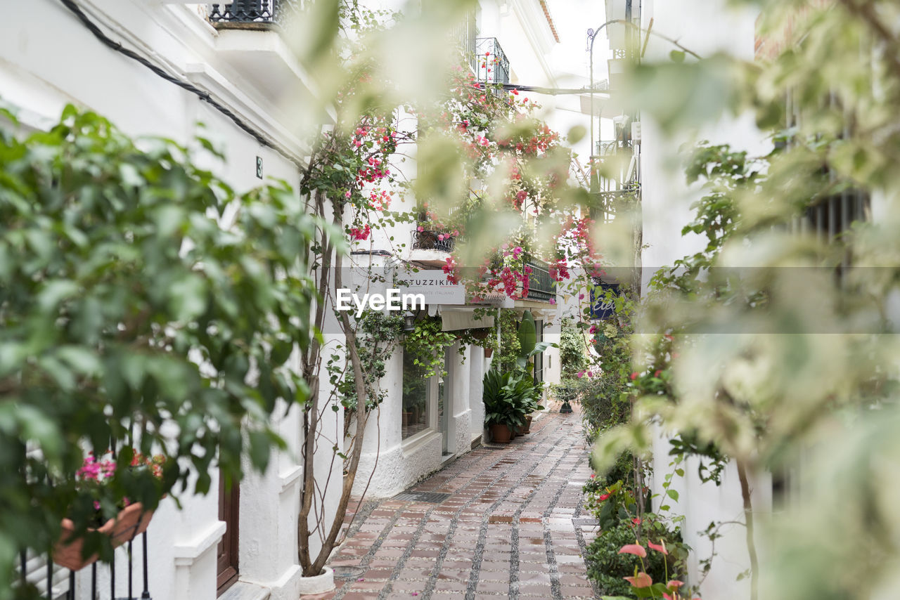 POTTED PLANT ON FOOTPATH AMIDST PLANTS AGAINST BUILDING