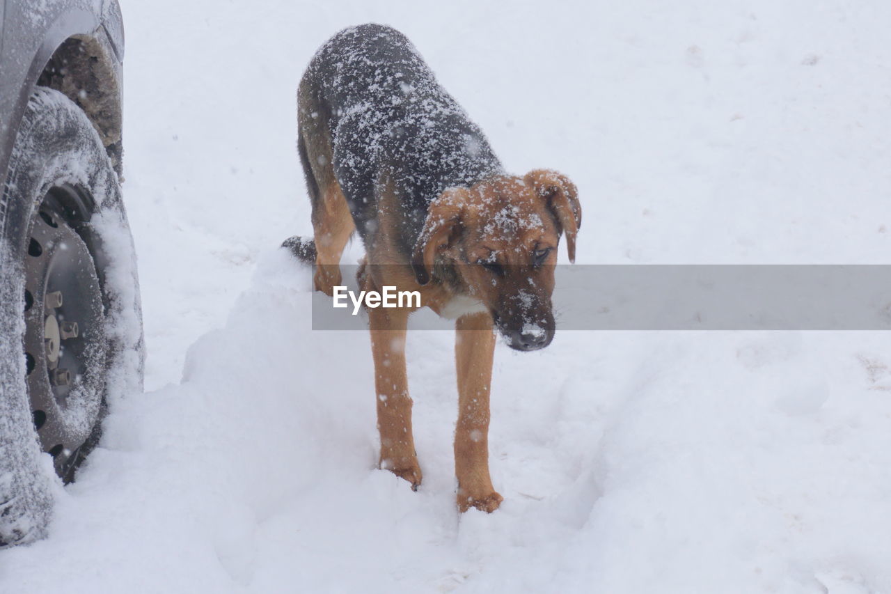 DOG ON SNOW COVERED FIELD