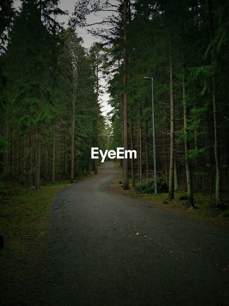 EMPTY ROAD PASSING THROUGH FOREST