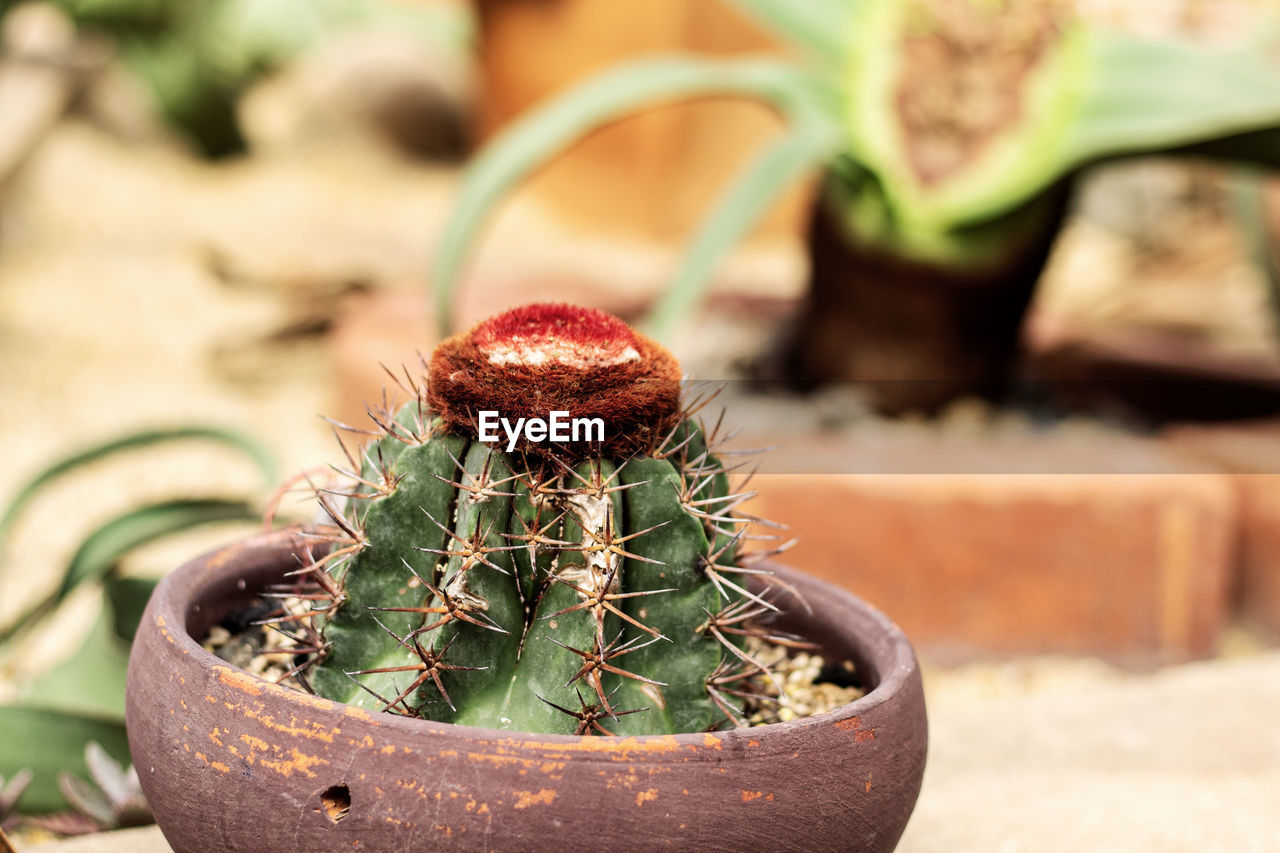 close-up of potted plant on field