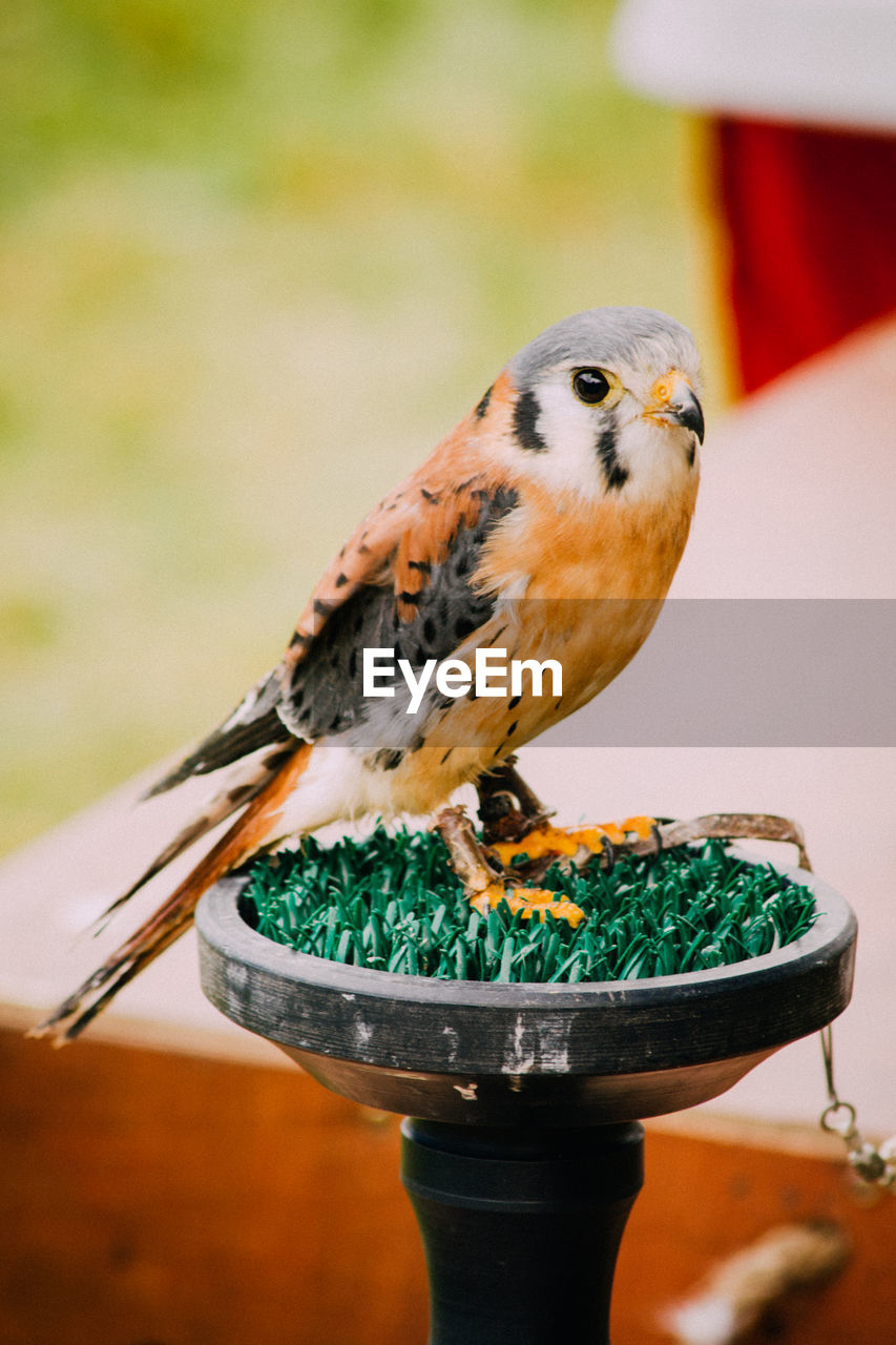 Close-up of kestrel perching outdoors