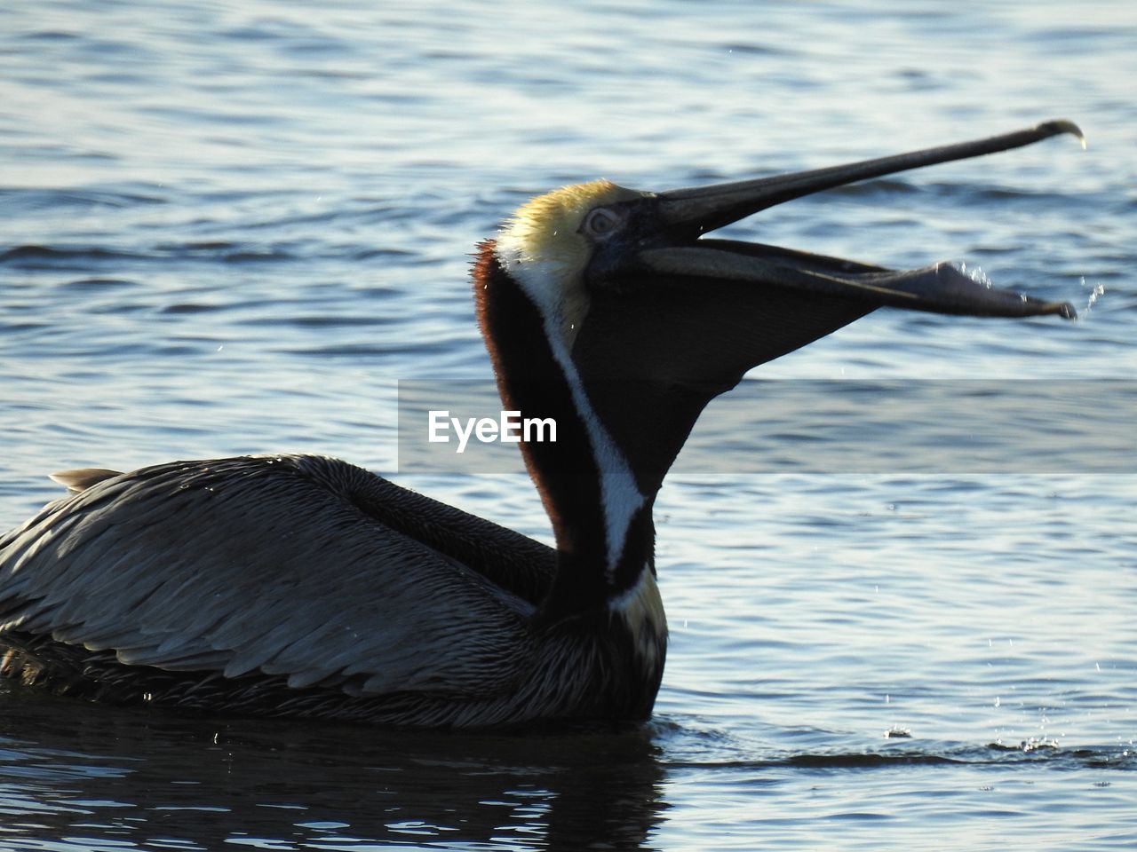 Close-up of pelican on the river 