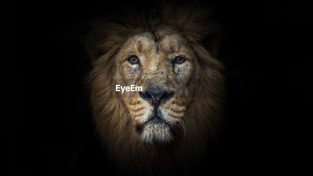 Close-up of portrait of lion against black background