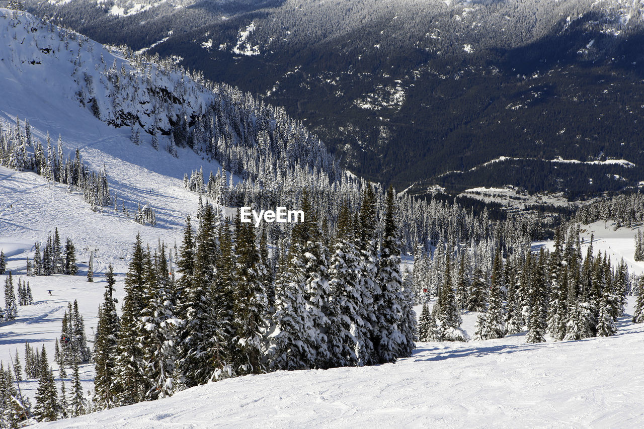 Trees on mountain in winter