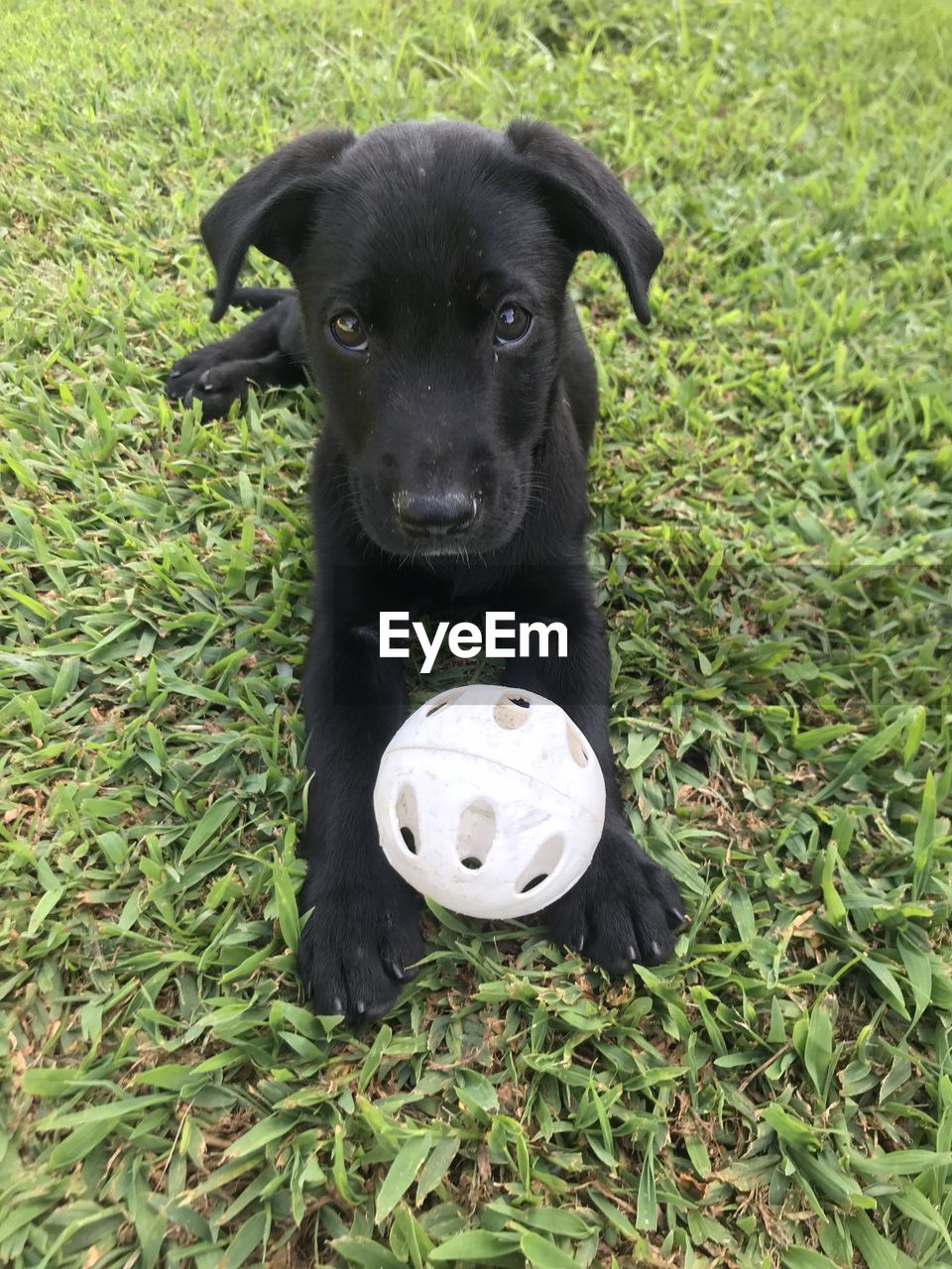 BLACK DOG LOOKING AWAY