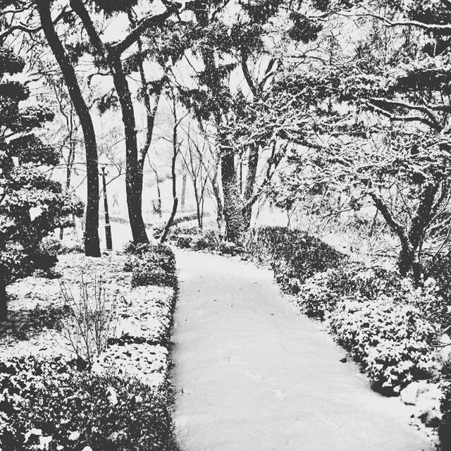 VIEW OF TREES IN PARK