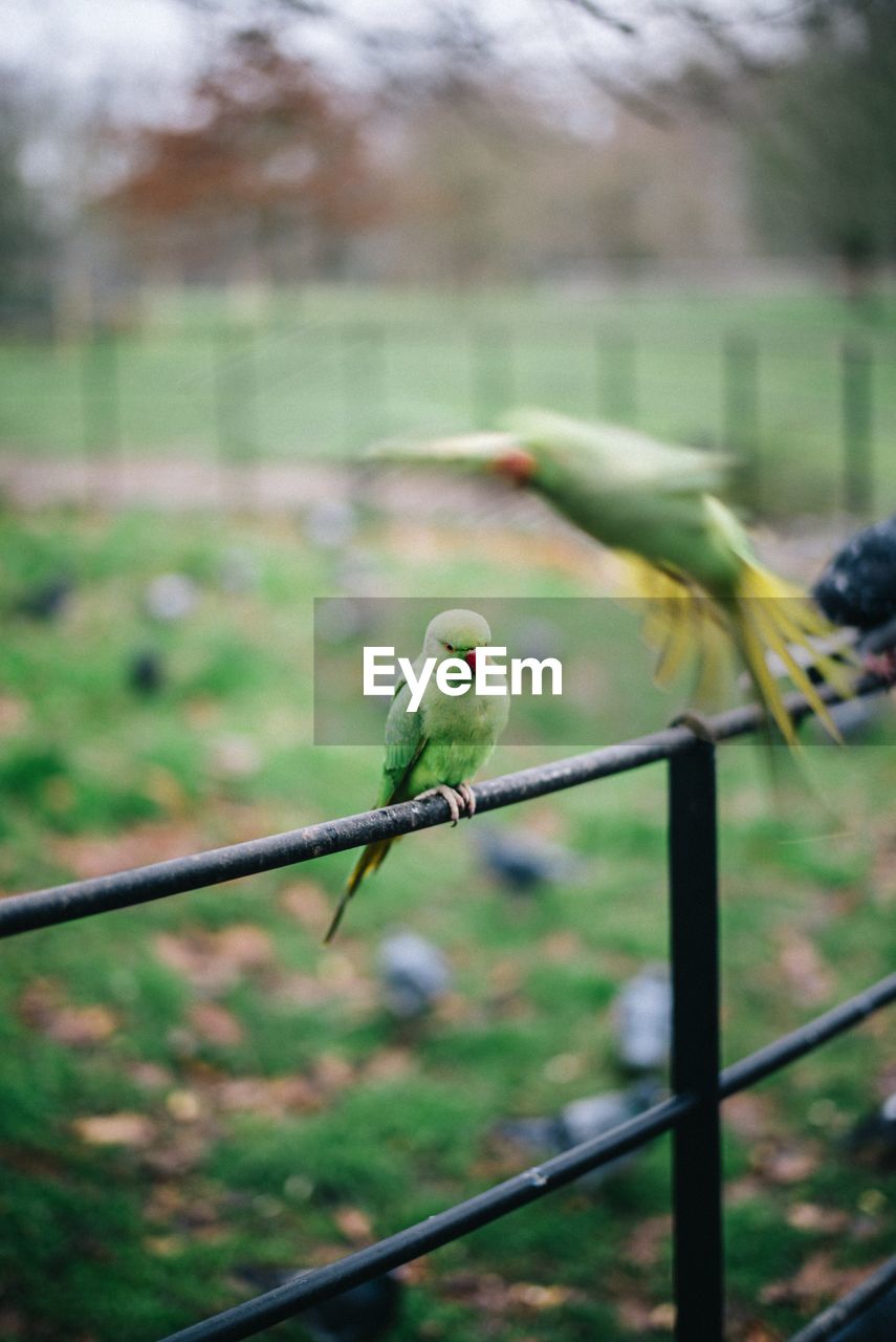 Bird perching on a wire