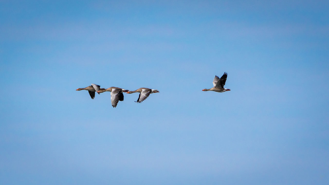 LOW ANGLE VIEW OF SEAGULLS FLYING IN THE SKY