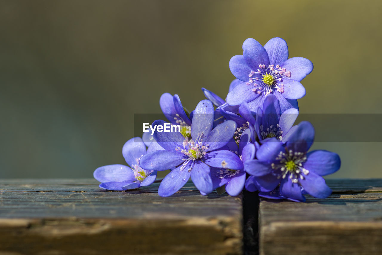 Chionodoxa twinkle like stars. glory-of-the-snow, little bulbs produce cluster of stems