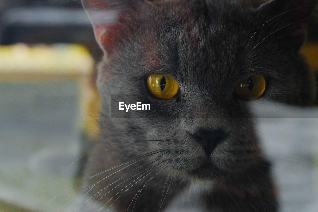 close-up portrait of black cat