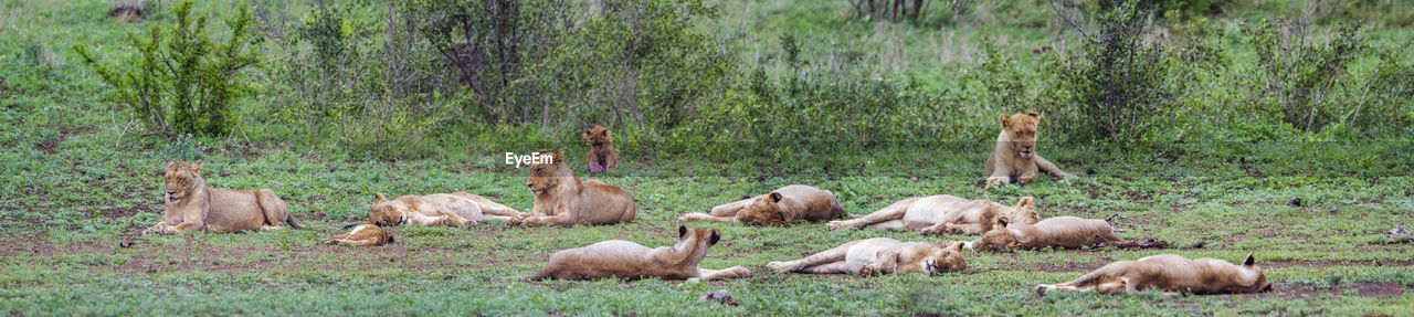 Lionesses relaxing on land