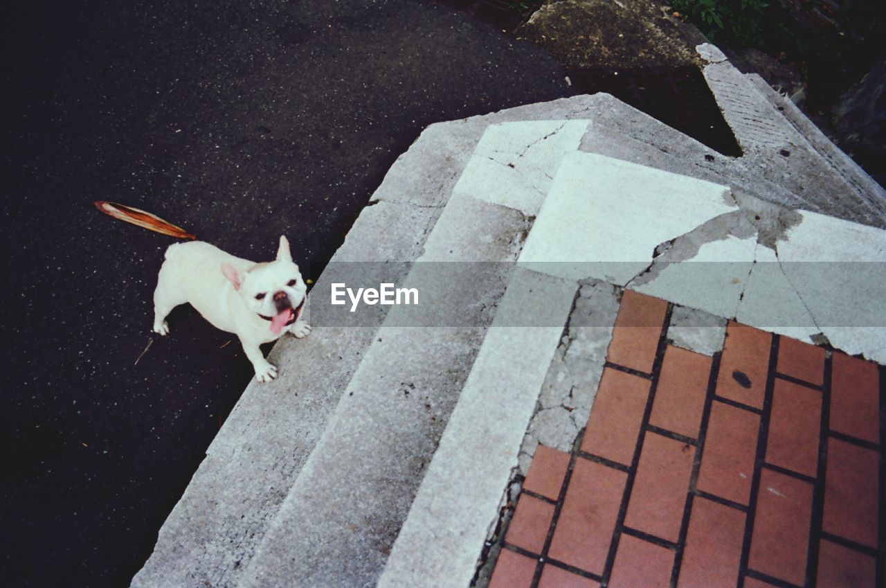 High angle view of french bulldog on street