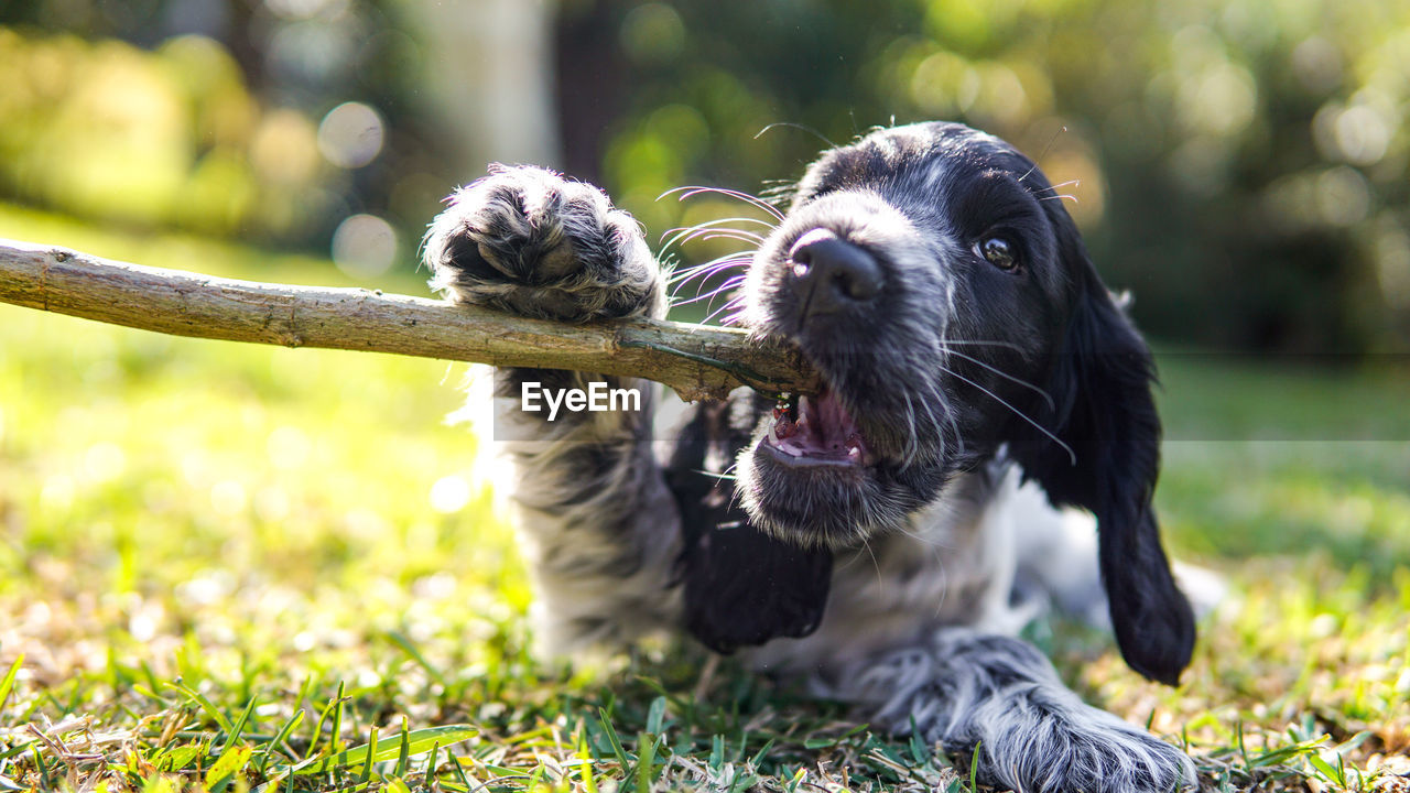 Puppy chewing stick