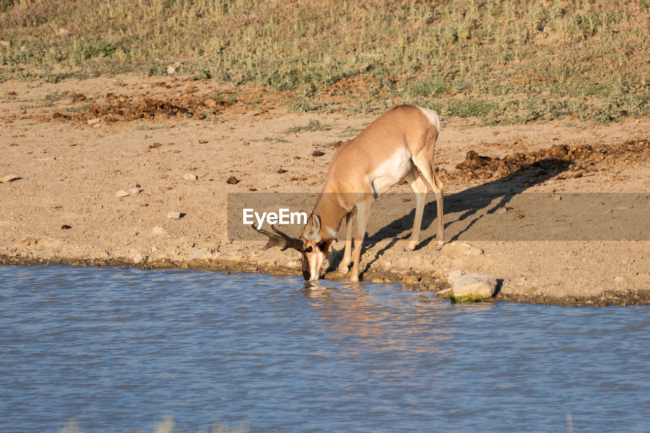 SIDE VIEW OF GIRAFFE DRINKING WATER FROM A LANDSCAPE