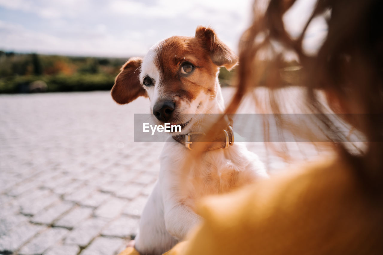 Portrait of dog with woman outdoors