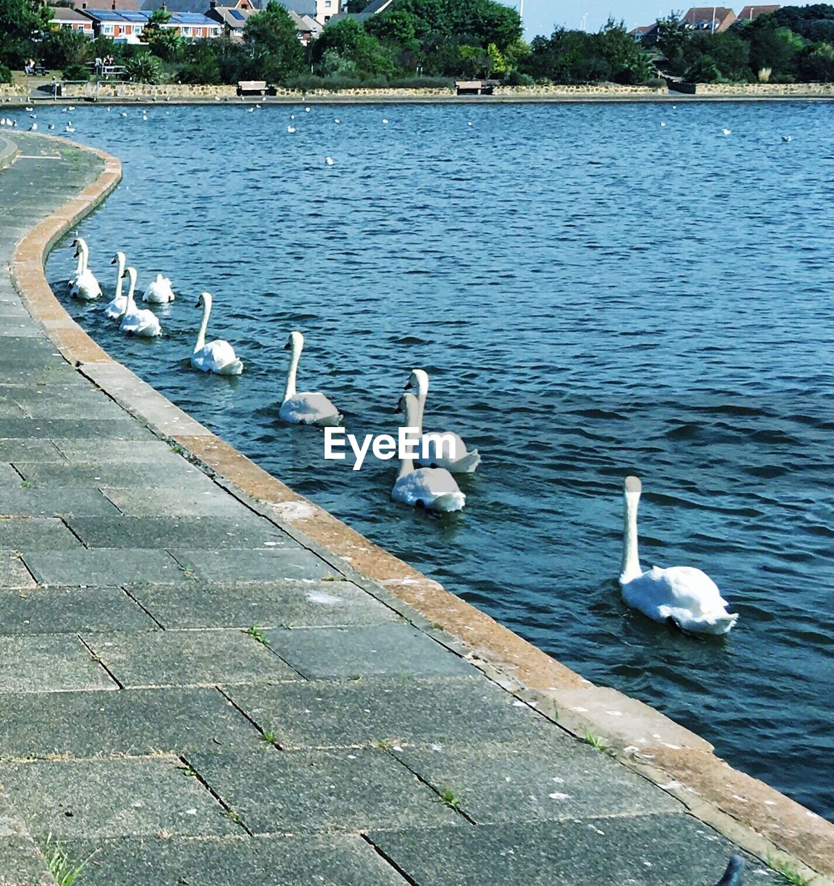 SEAGULLS ON LAKE