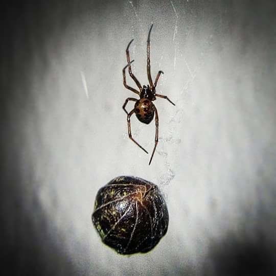 CLOSE-UP OF SPIDER WEB