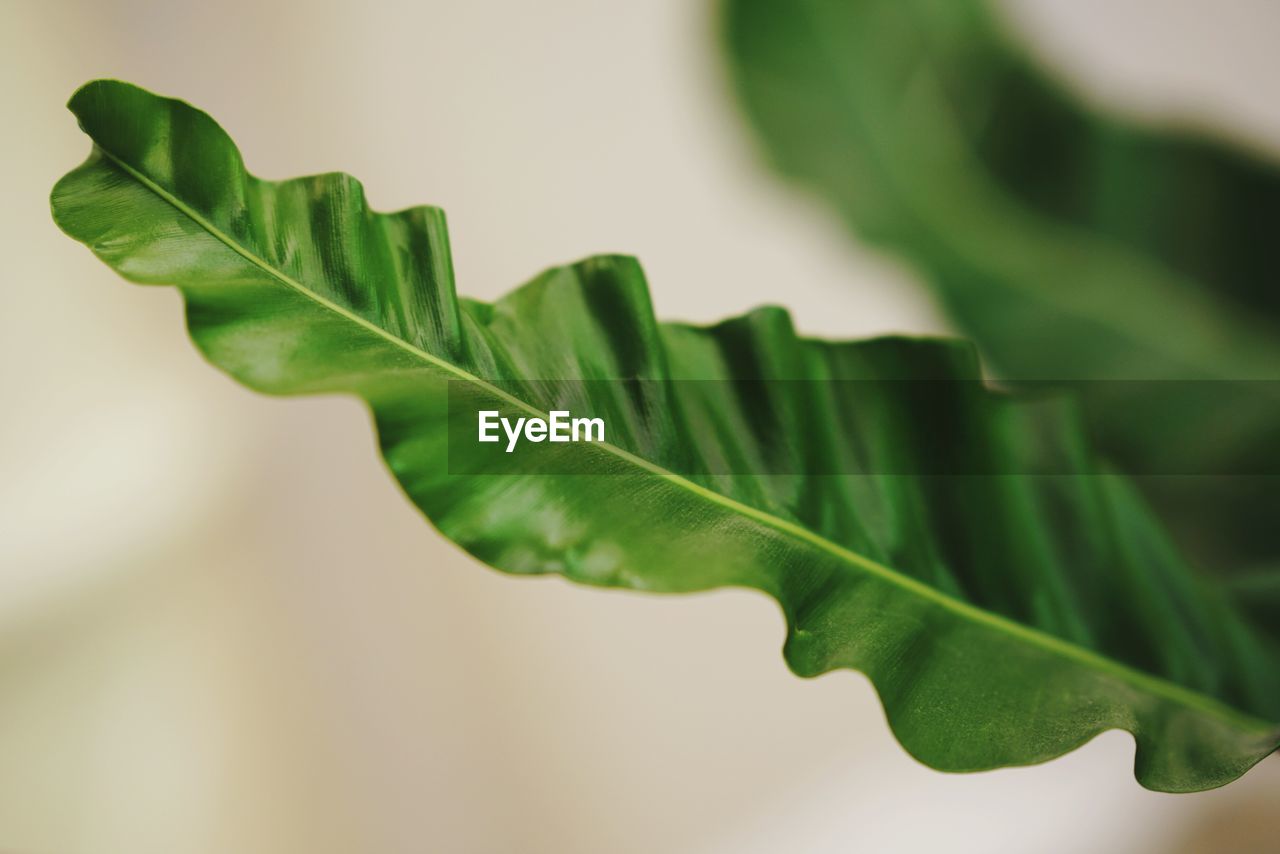 Close-up of leaves against blurred background