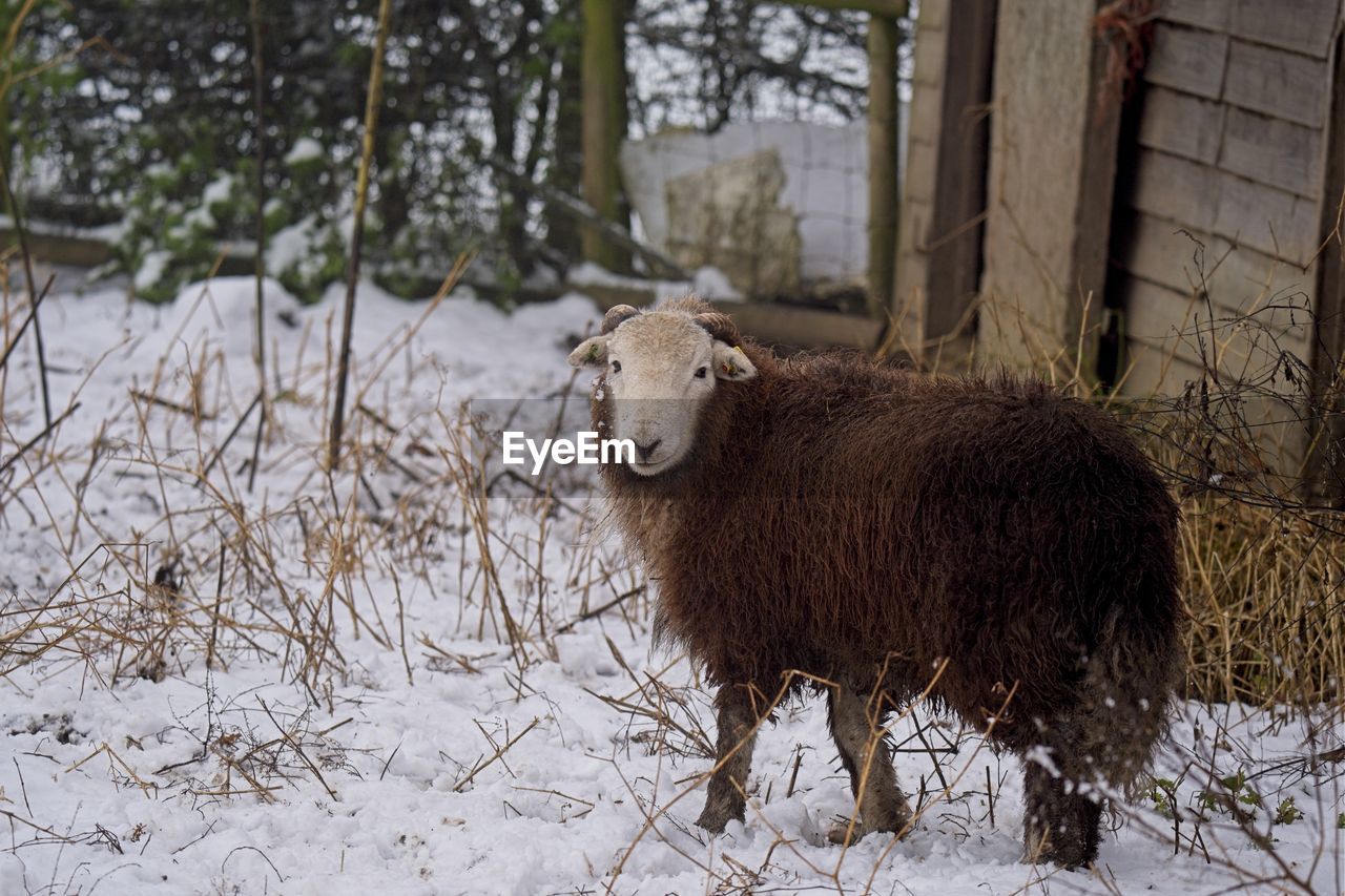 animal, animal themes, mammal, winter, snow, cold temperature, sheep, animal wildlife, wildlife, nature, plant, one animal, domestic animals, tree, livestock, no people, land, standing, day, outdoors, portrait, field, pet, environment, american bison