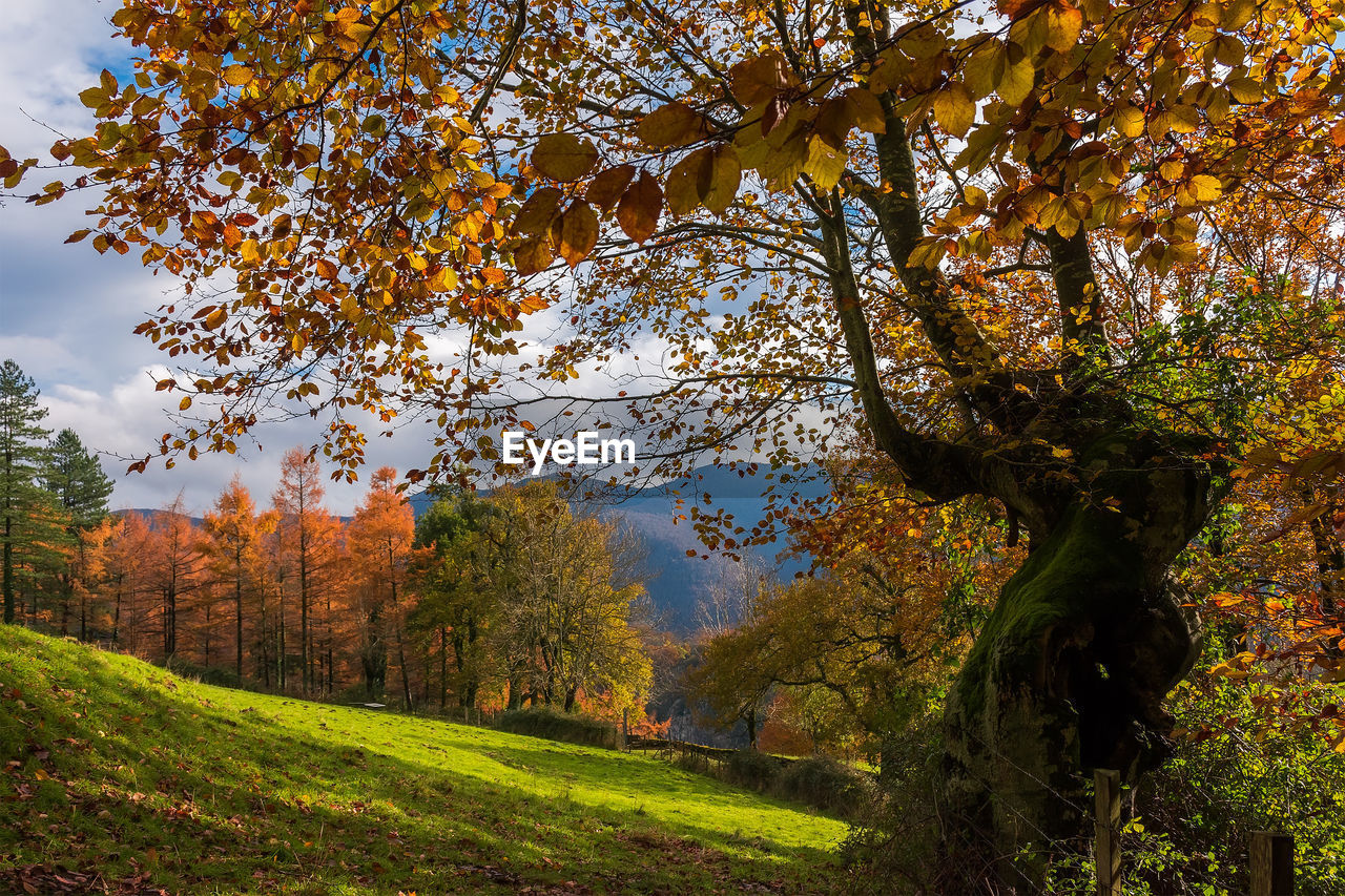 Trees growing on field against sky during autumn