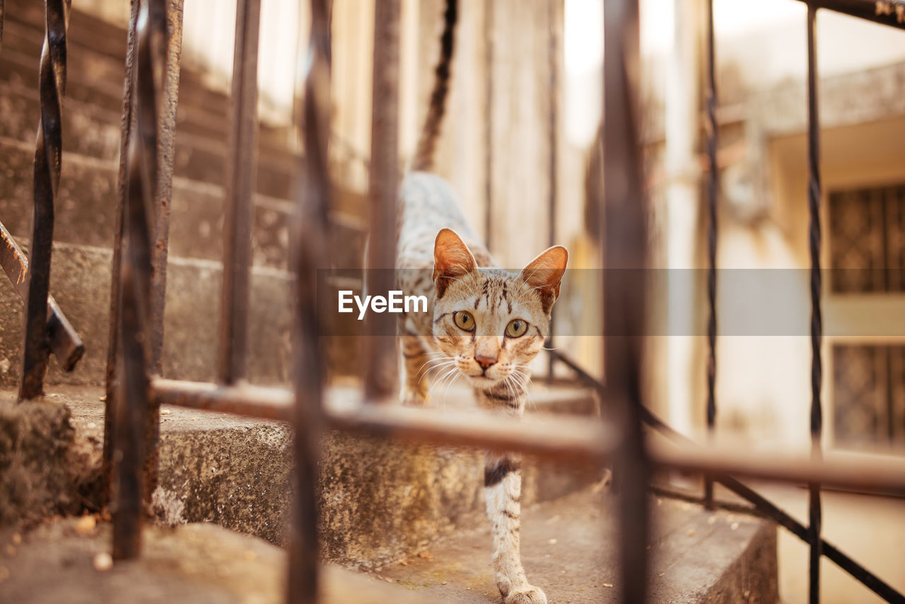 Portrait of cat by fence