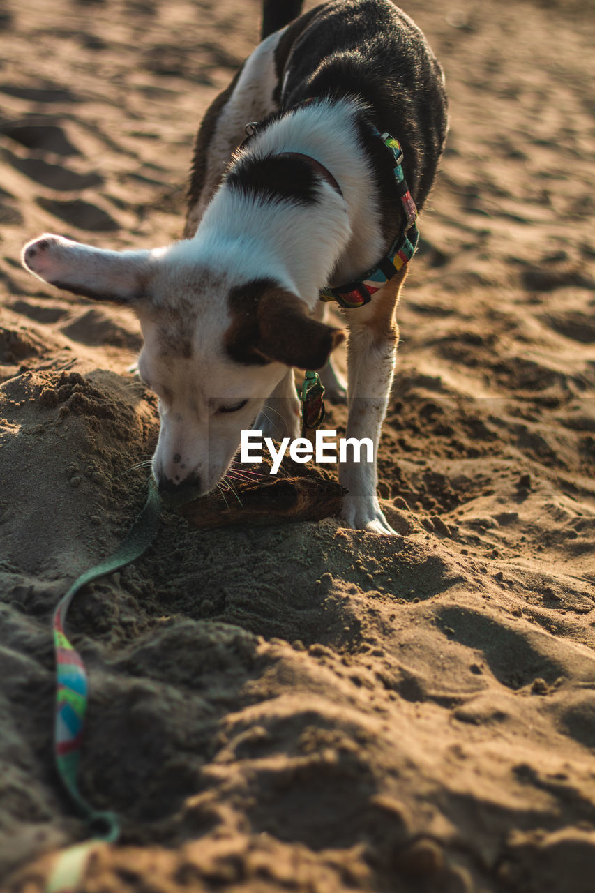 DOG STANDING ON BEACH