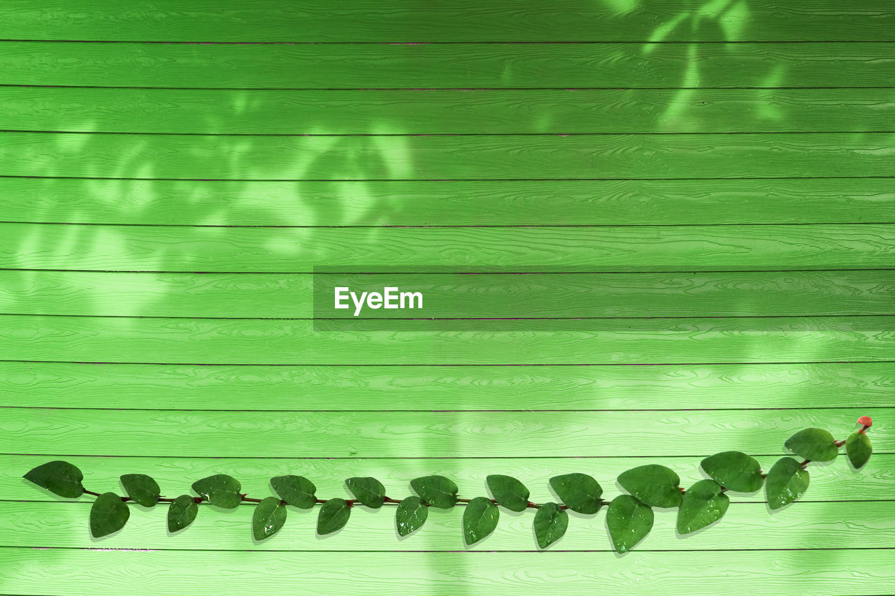 Close-up of green leaves on plant