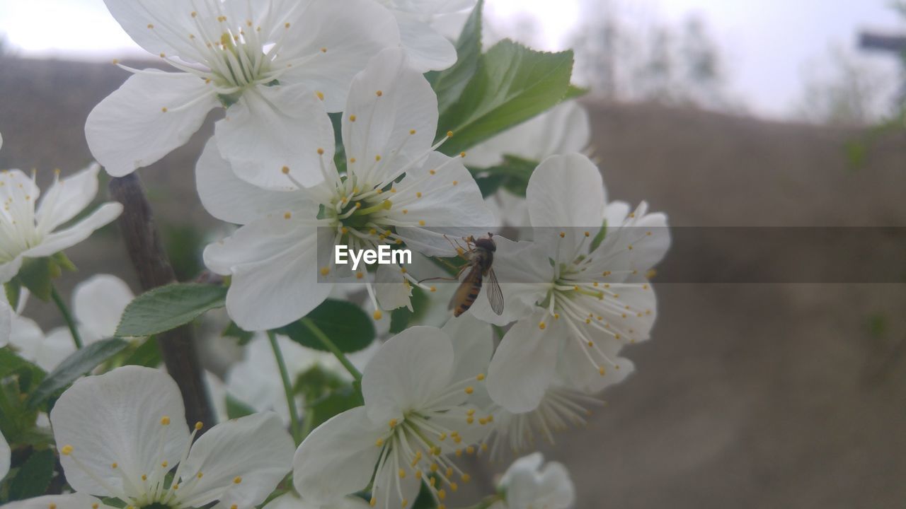 plant, flower, flowering plant, beauty in nature, freshness, fragility, blossom, white, growth, close-up, springtime, nature, flower head, focus on foreground, petal, tree, produce, inflorescence, prunus spinosa, pollen, botany, branch, no people, food, day, outdoors, stamen, fruit tree