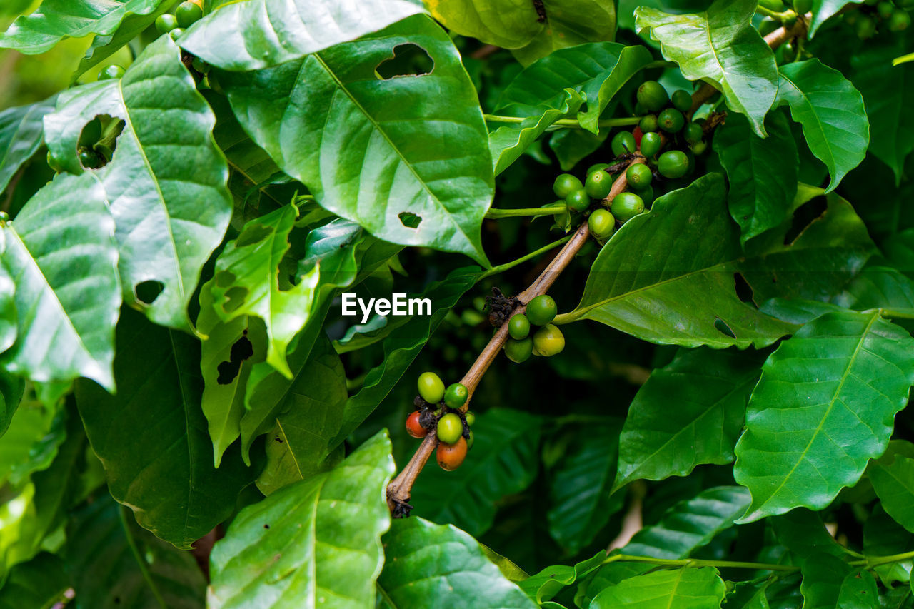 CLOSE-UP OF FRESH FRUITS GROWING ON PLANT