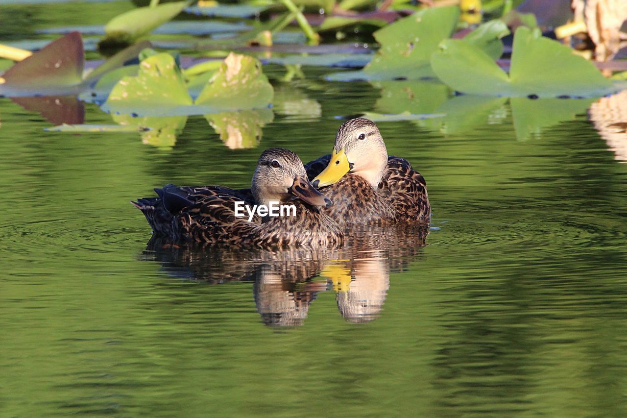 Two ducks swimming in lake