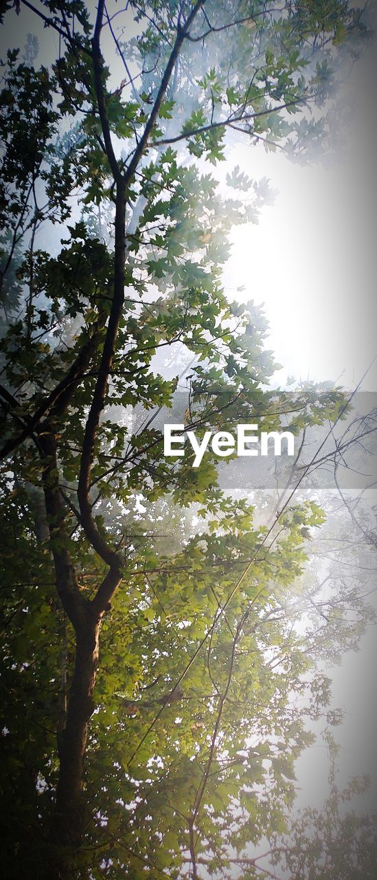 LOW ANGLE VIEW OF TREES IN FOREST