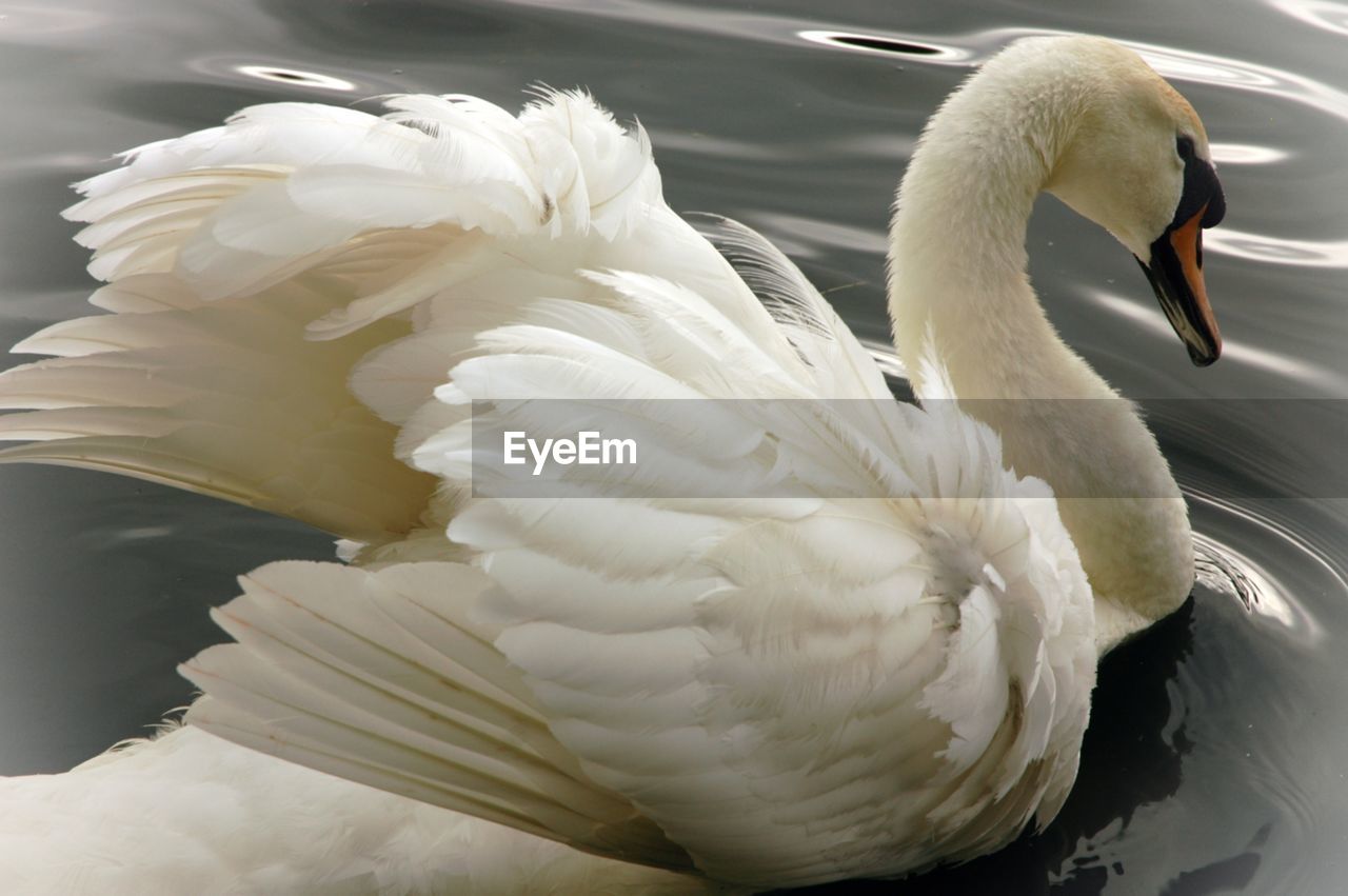 CLOSE-UP OF SWAN