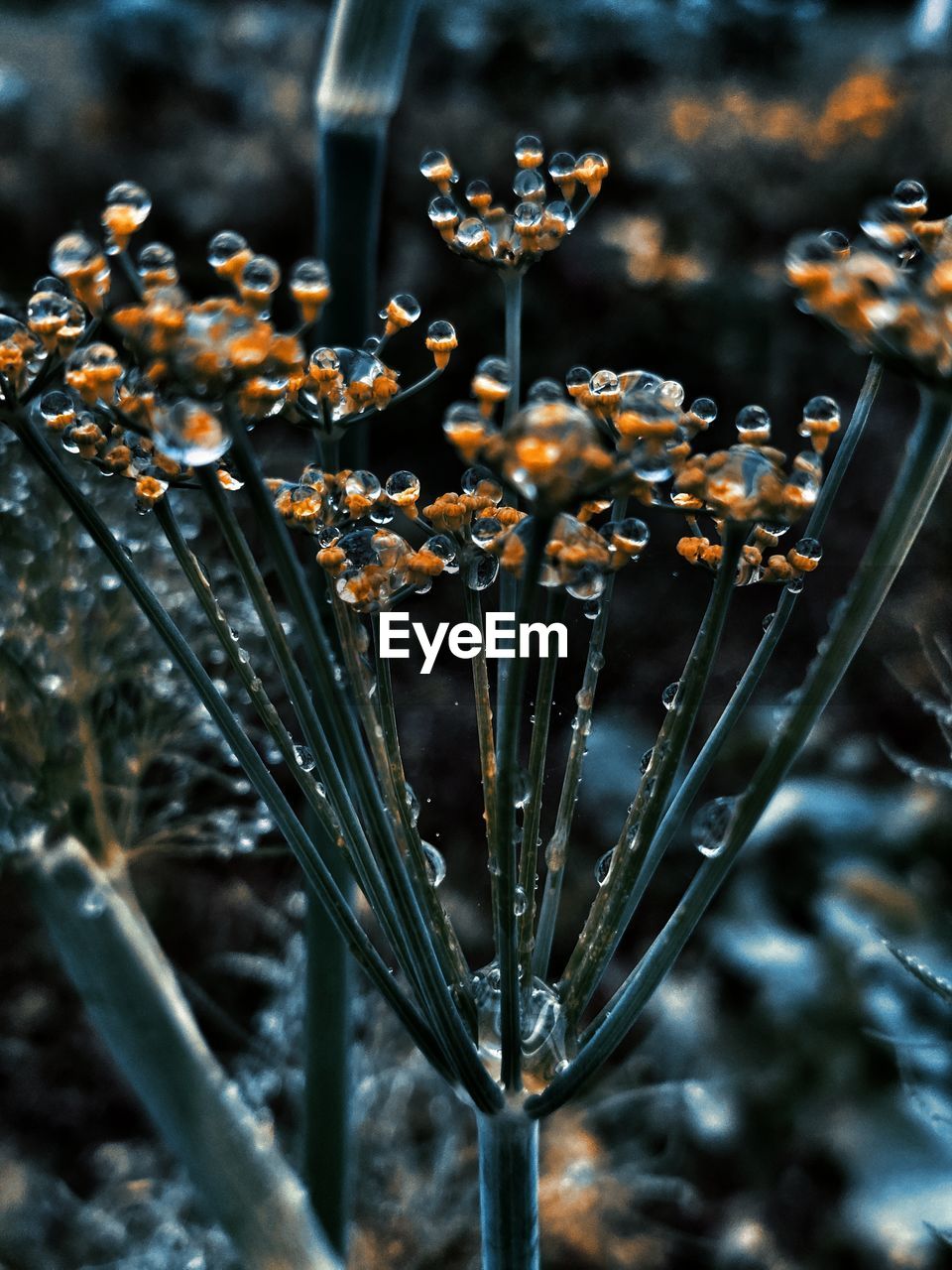 Close-up of flowering plant