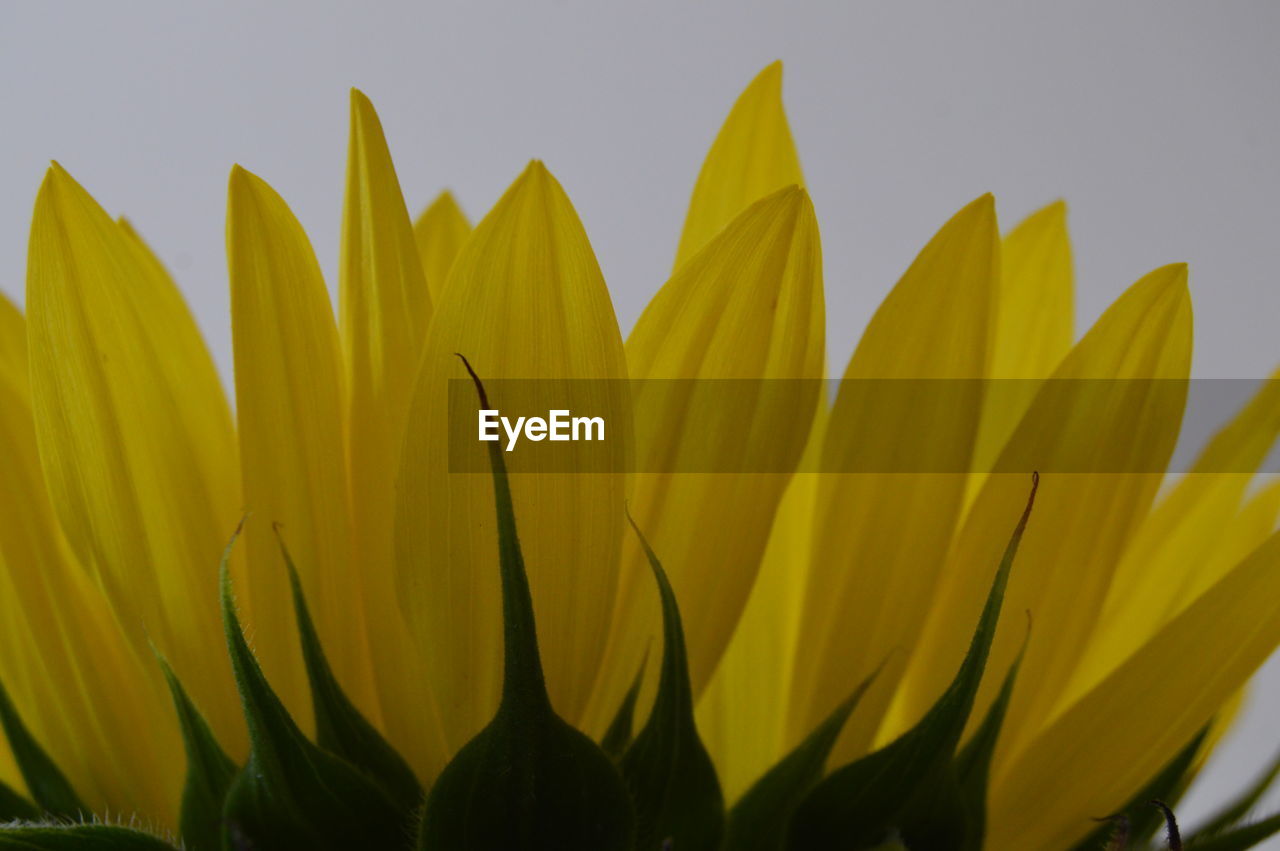 Close-up of yellow flower