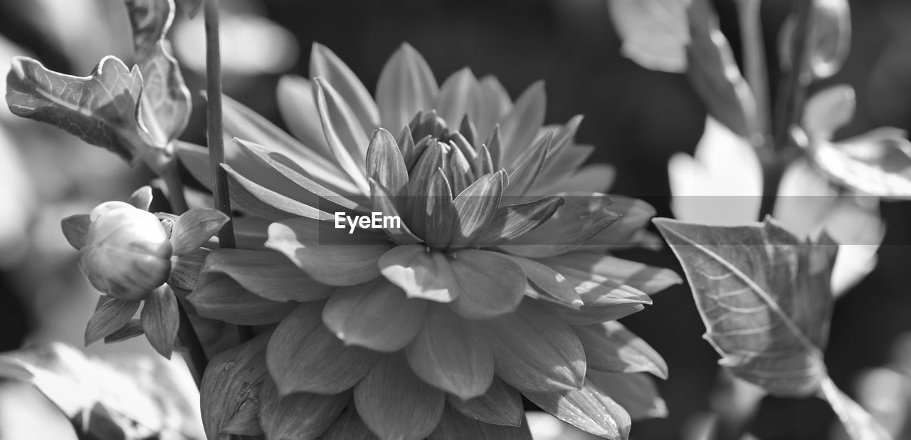Close-up of flowering plant