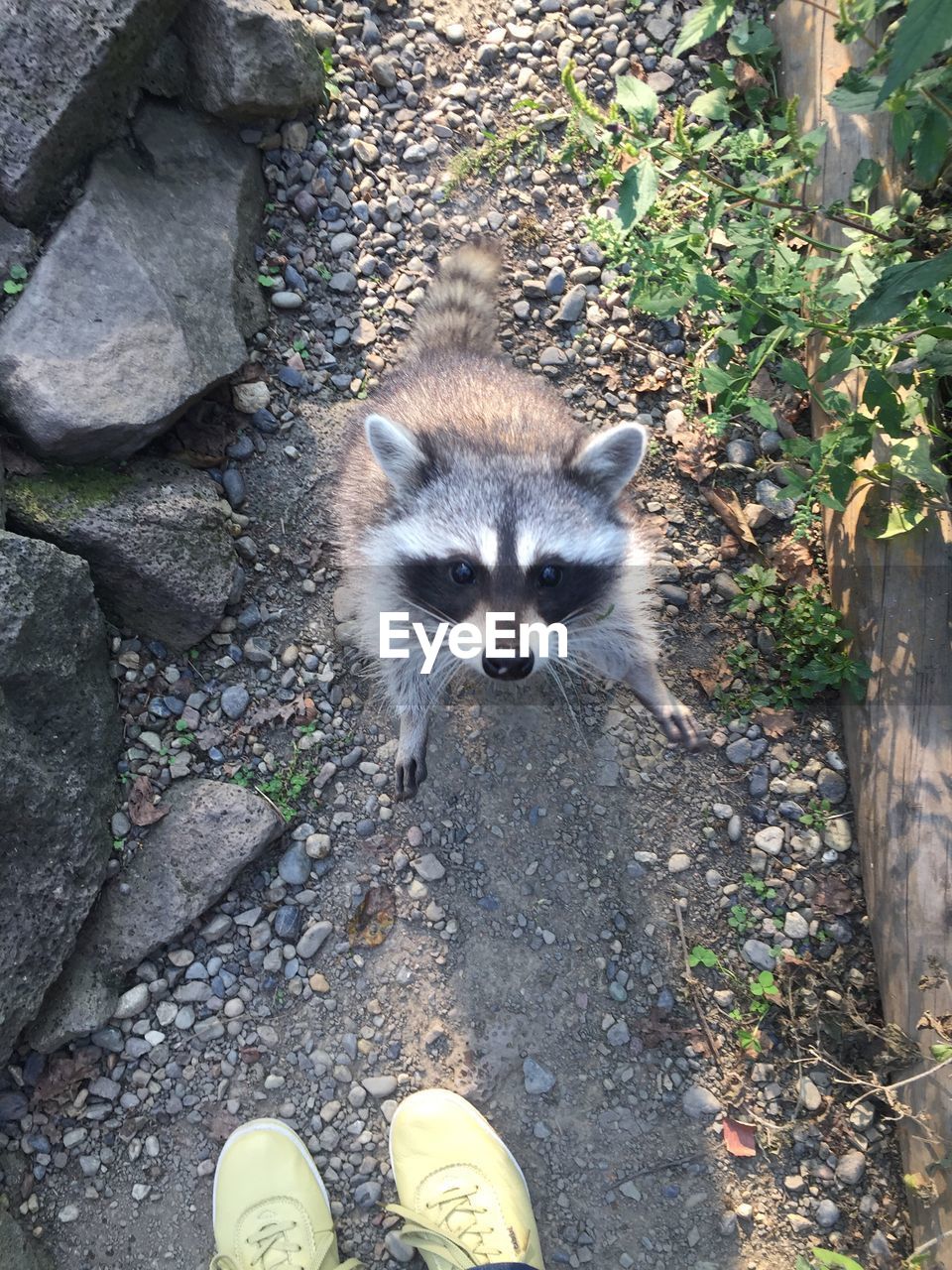 High angle view of cat on field