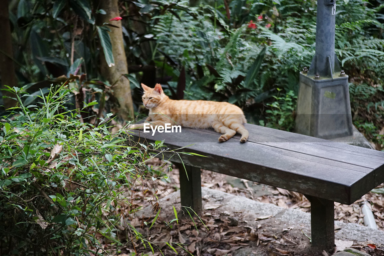 Cat sitting on bench