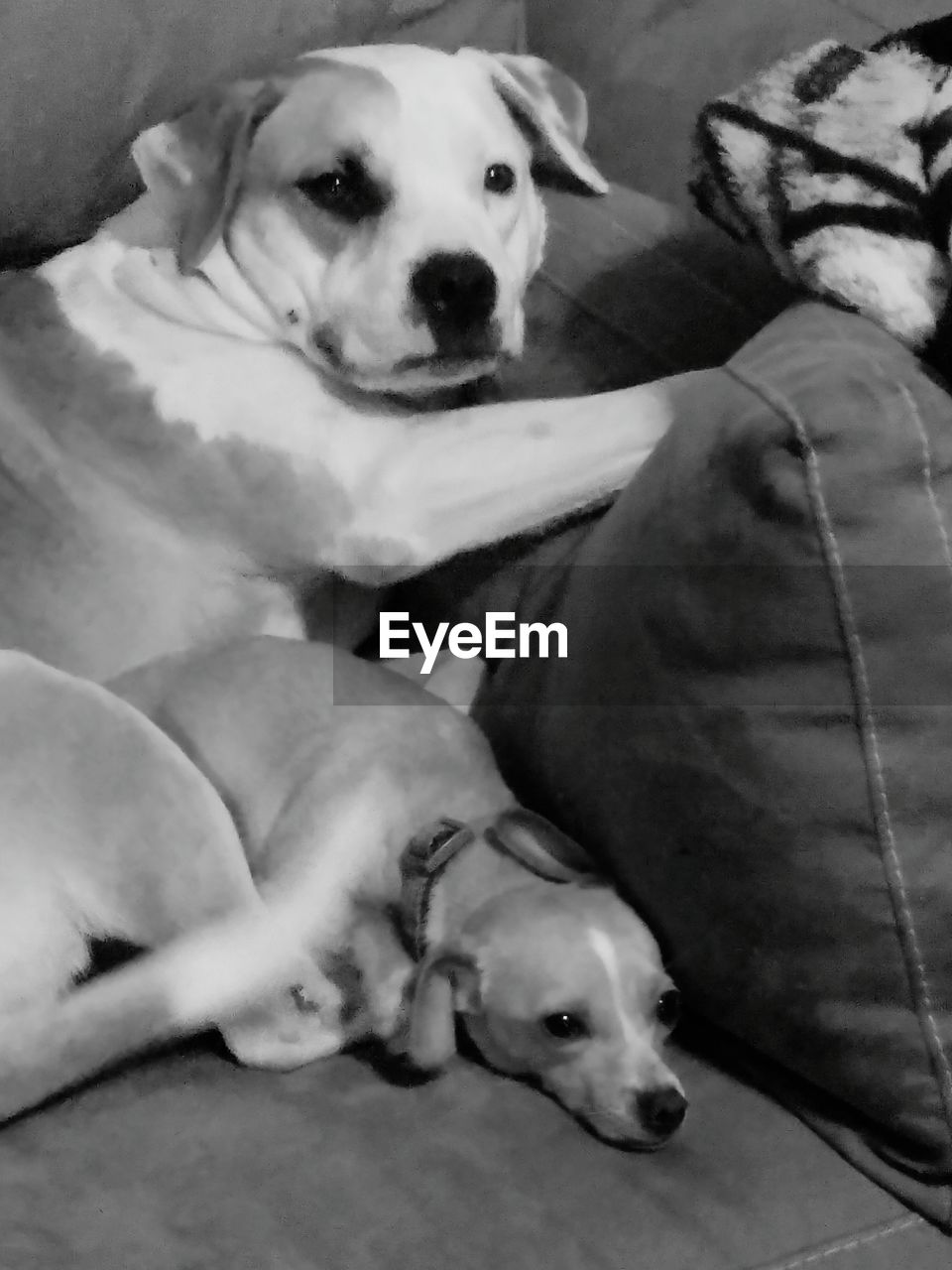 CLOSE-UP OF DOG SLEEPING ON FLOOR