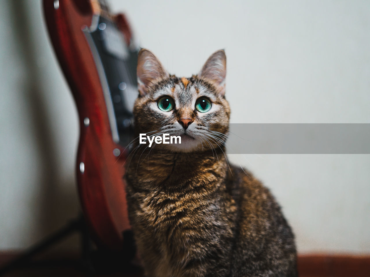 Close-up portrait of tabby cat