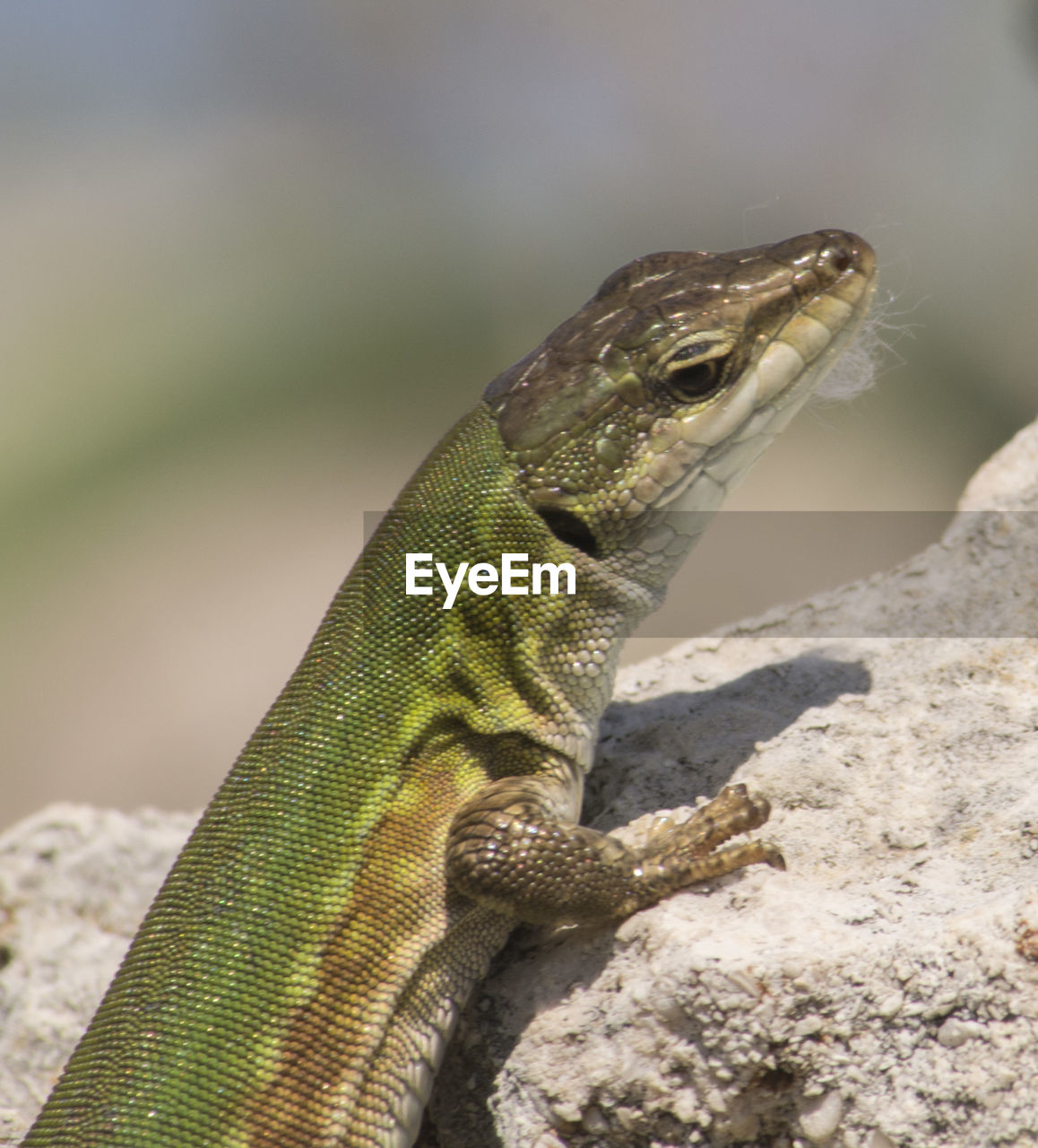 Close-up of lizard on rock