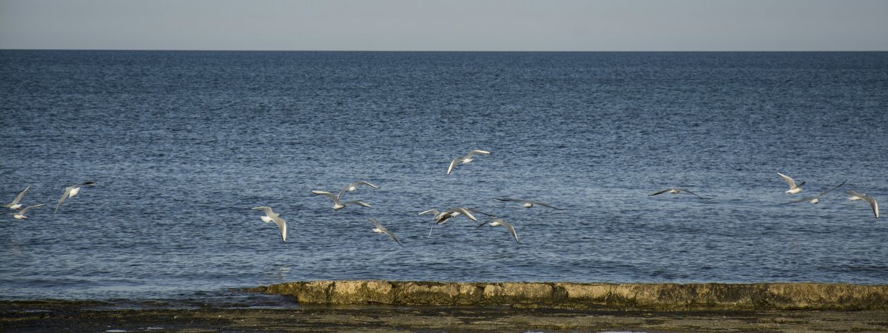 Seagulls flying on sea against sky