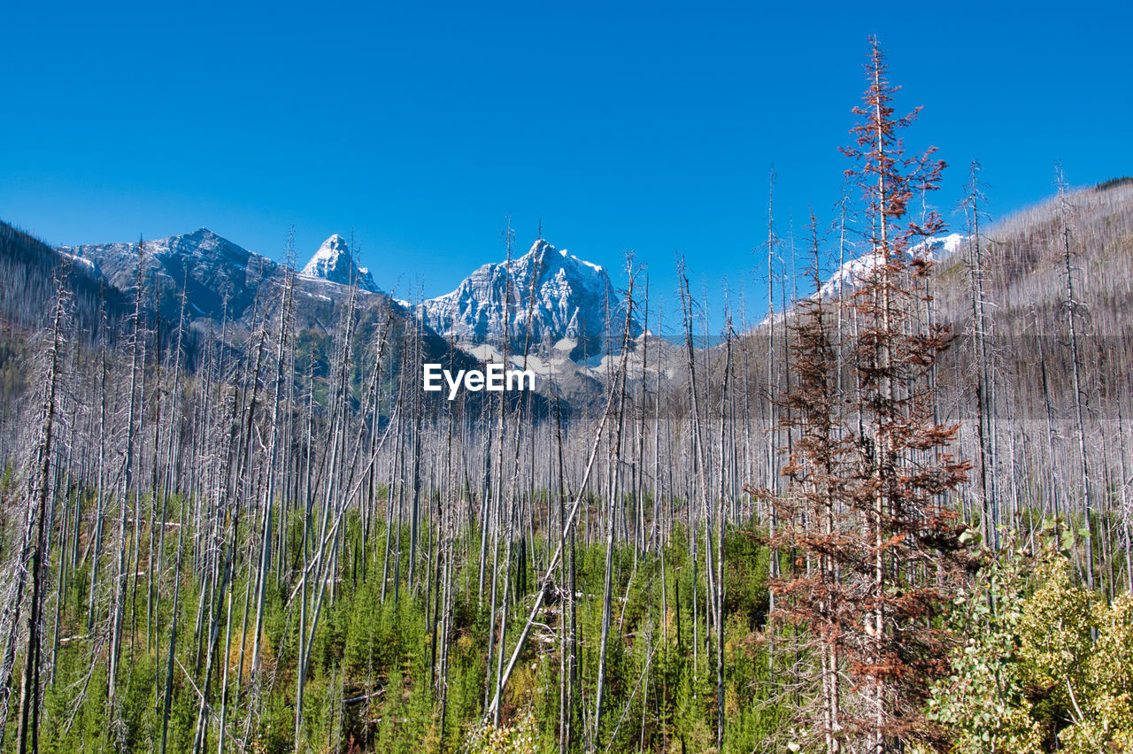 Panoramic view of landscape against clear blue sky