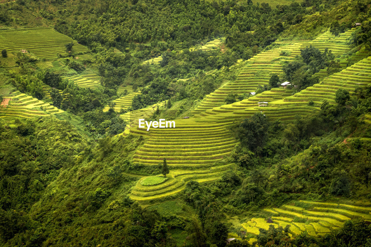 PANORAMIC VIEW OF RICE PADDY