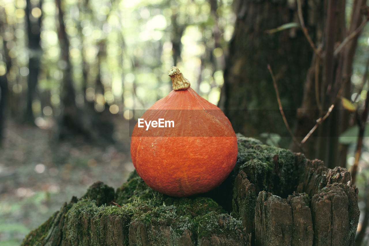 Close-up of pumpkins on tree stump.