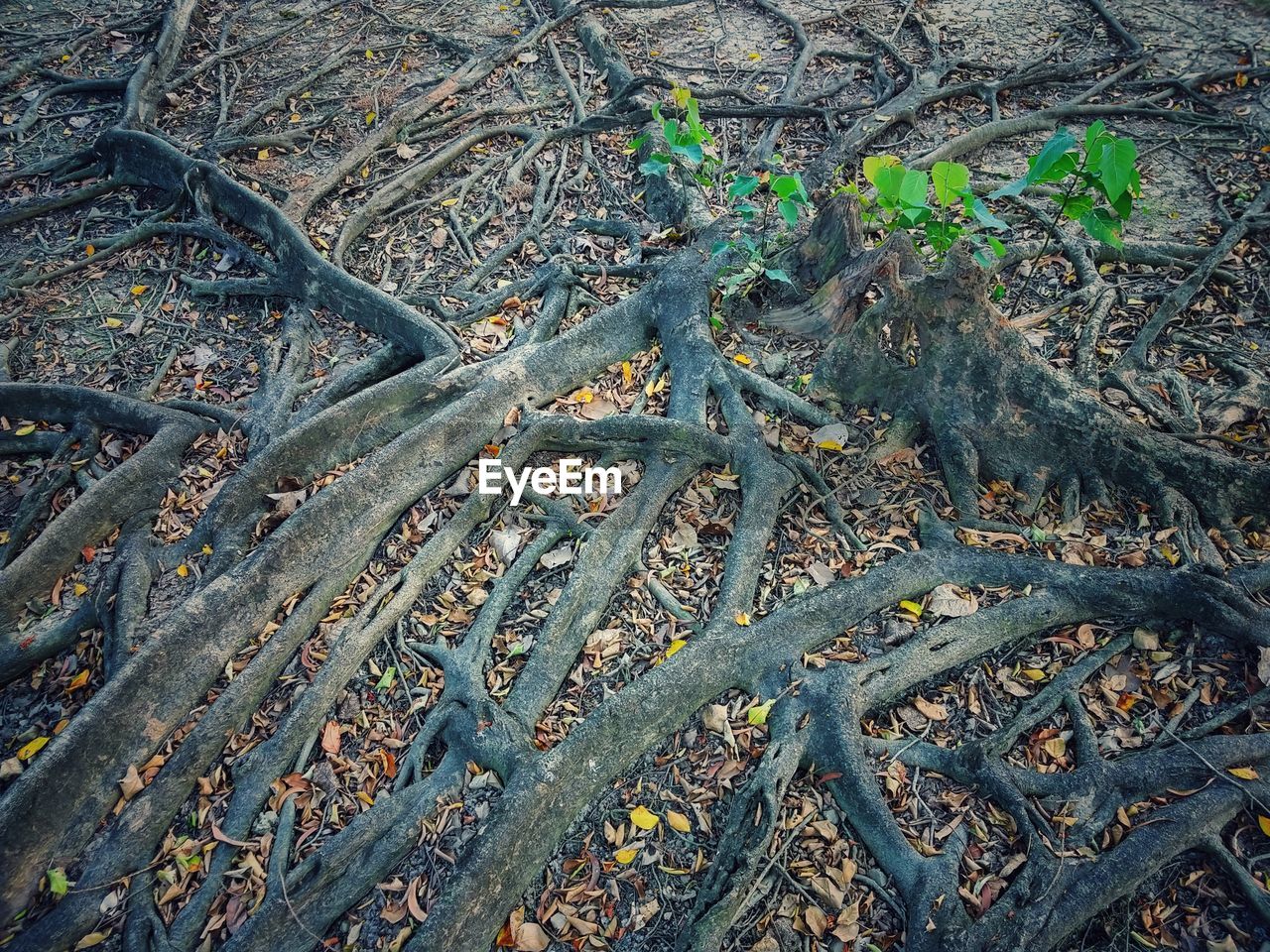 HIGH ANGLE VIEW OF TREE ROOTS