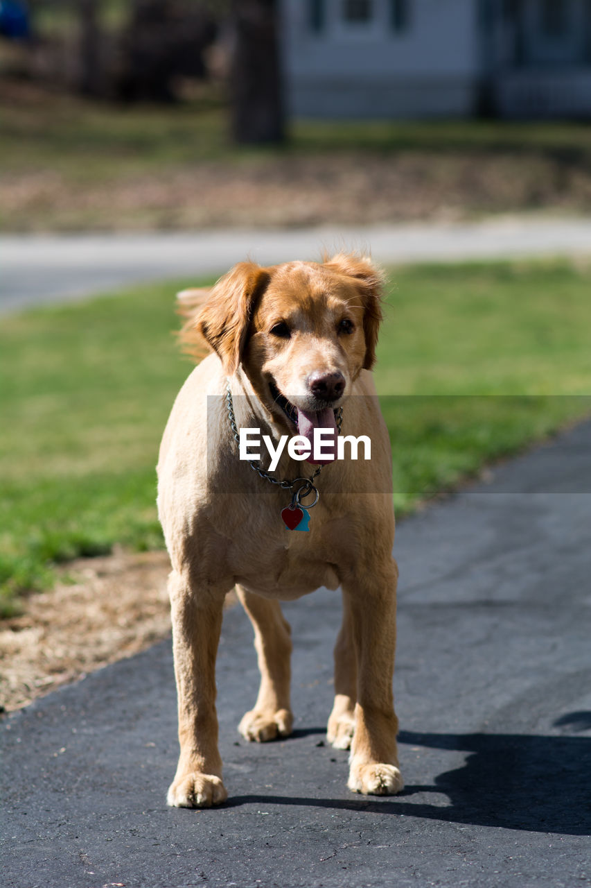 CLOSE-UP PORTRAIT OF DOG OUTDOORS