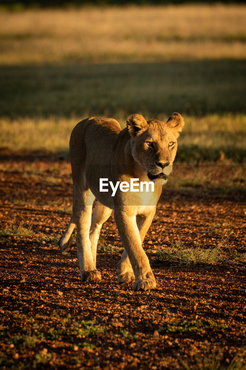 Lioness walking down sandy track with cub